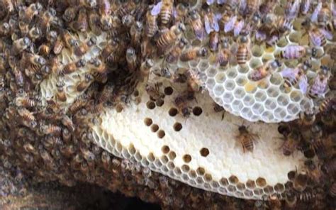 種眉 蜜蜂怎麼築巢